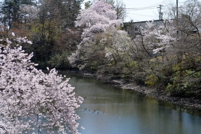 四季の水濠を歩く。1800本の桜が彩る城跡【高岡古城公園｜観光スポット】